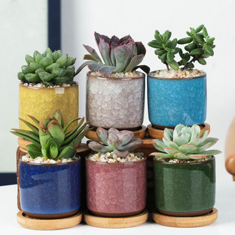 Echeveria Succulent - Conjunto de vaso de cerâmica 6