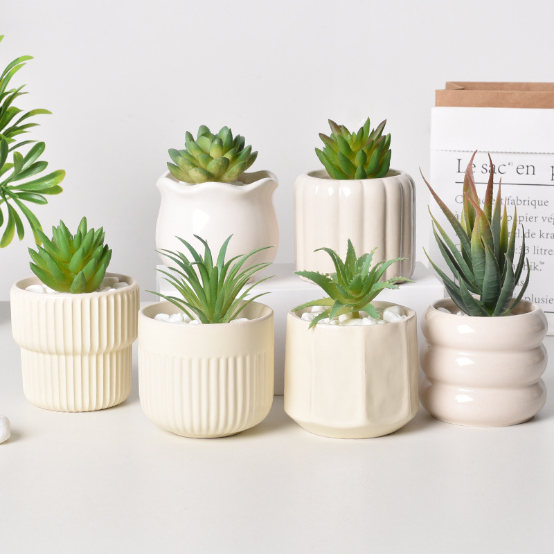 Plantador suculento de cerâmic - Echeveria Succulent avaliação e preço